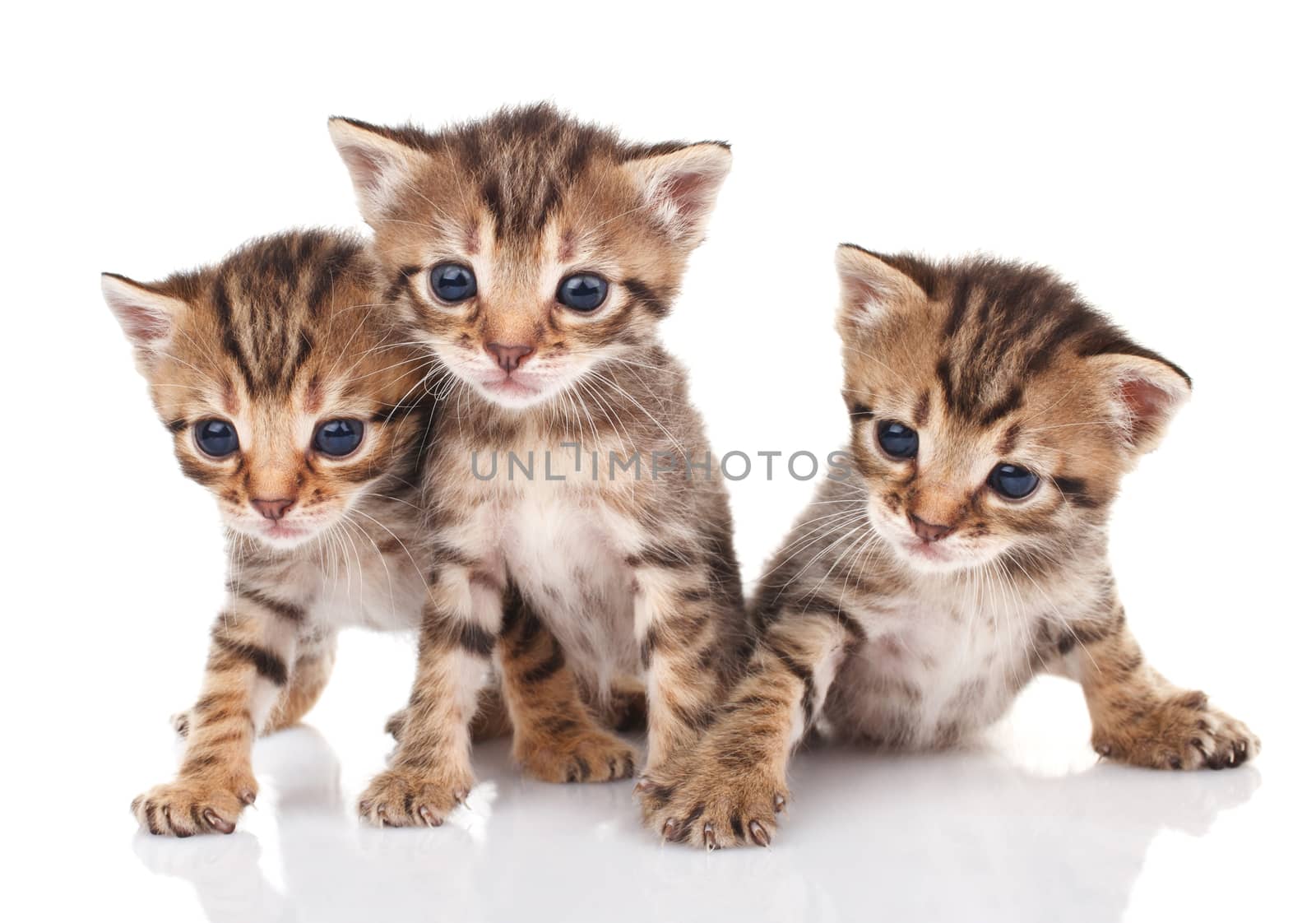 beautiful tabby kittens on a white background