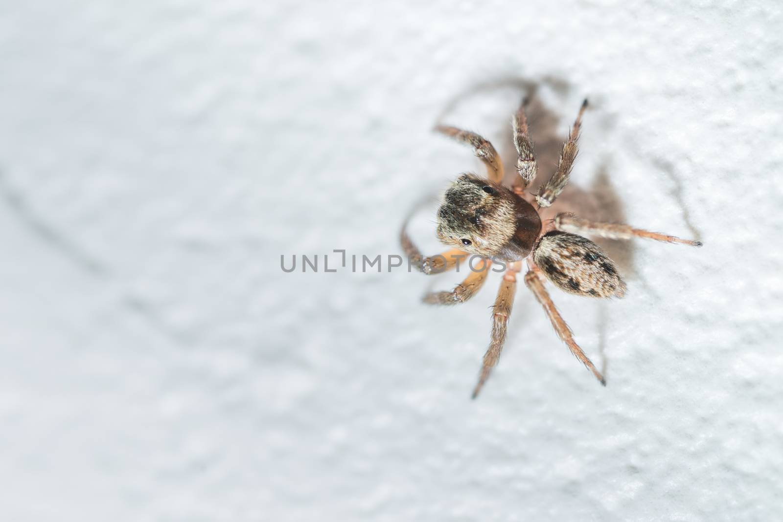 A macro shot of a small jumping spider from Kochi, Japan.