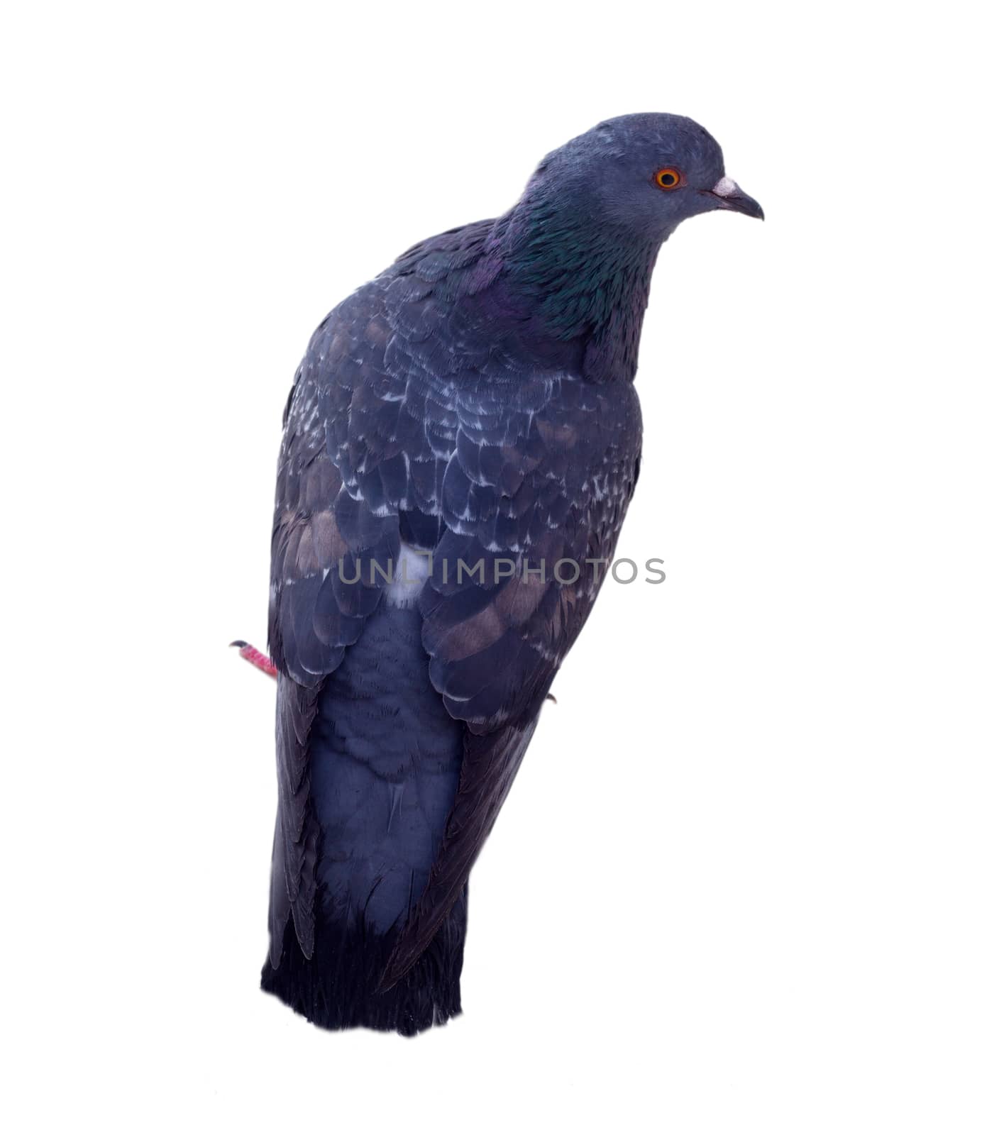 pigeon on a white background close up