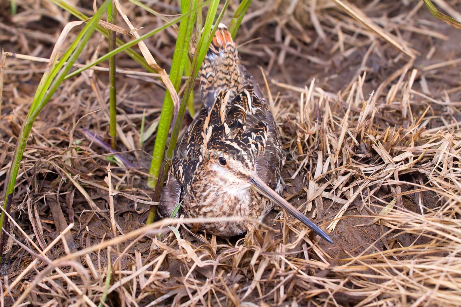 Common snipe among a bog in the spring