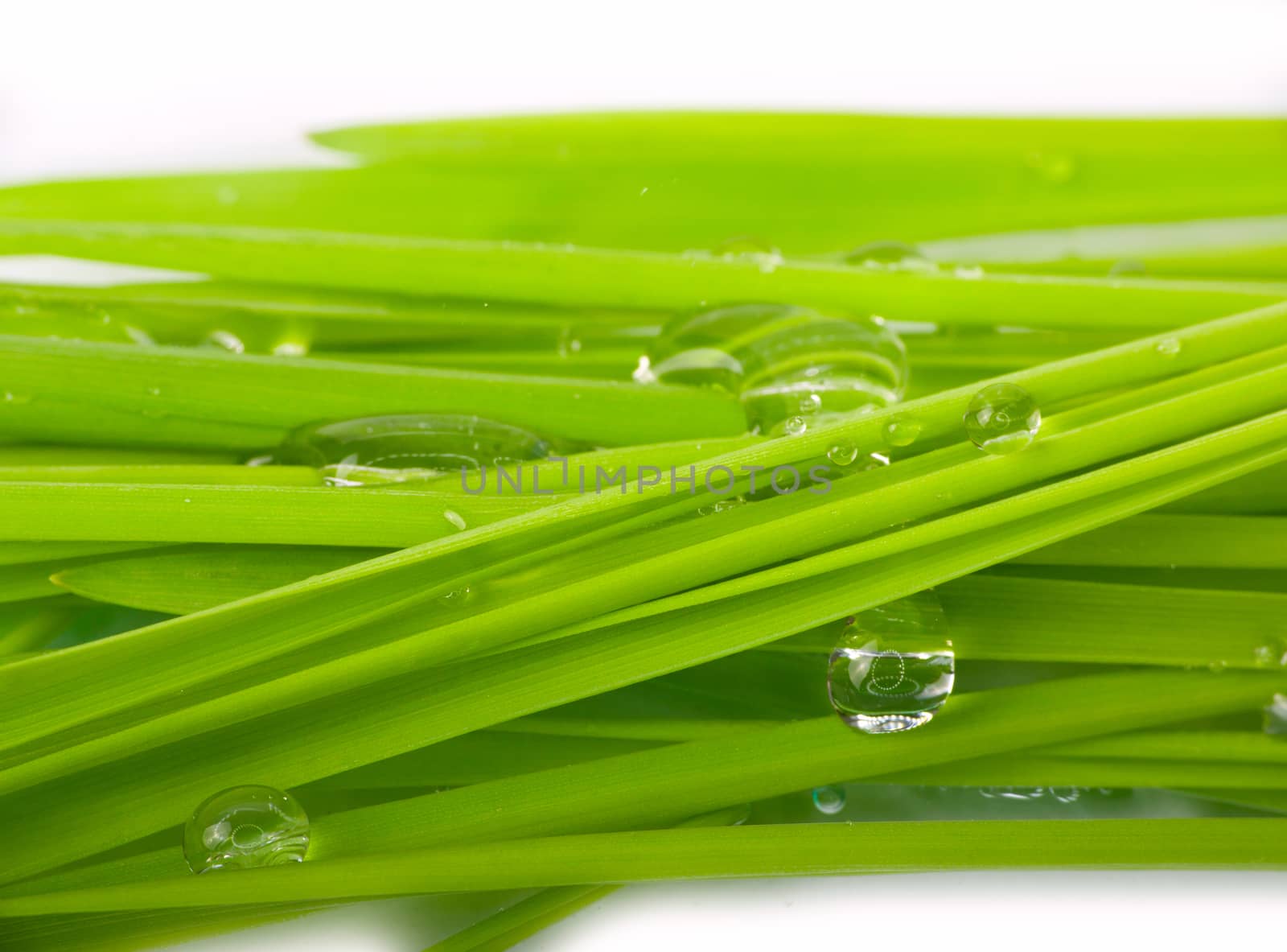 stalks of grass with water drops closeup