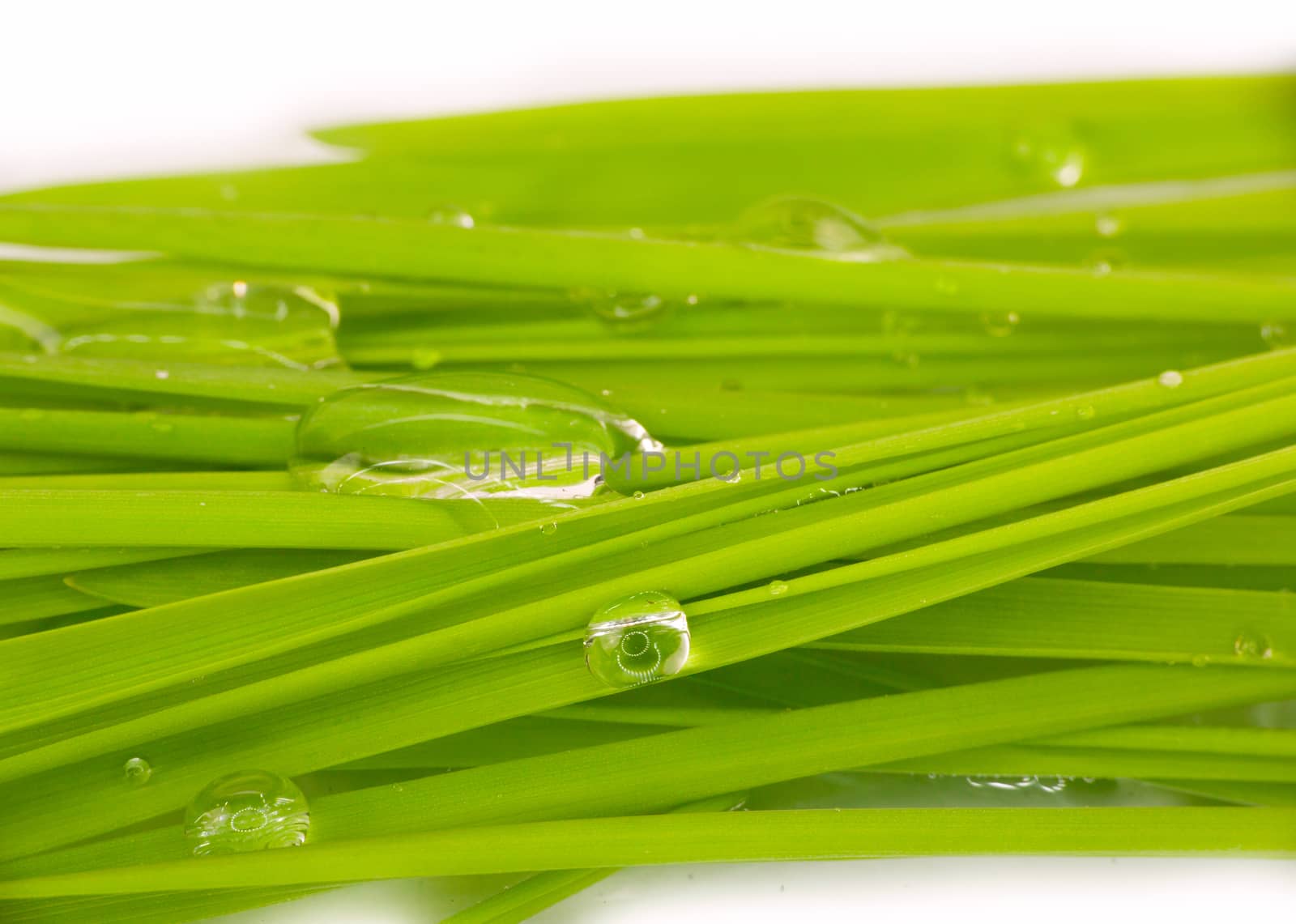 stalks of grass with water drops closeup