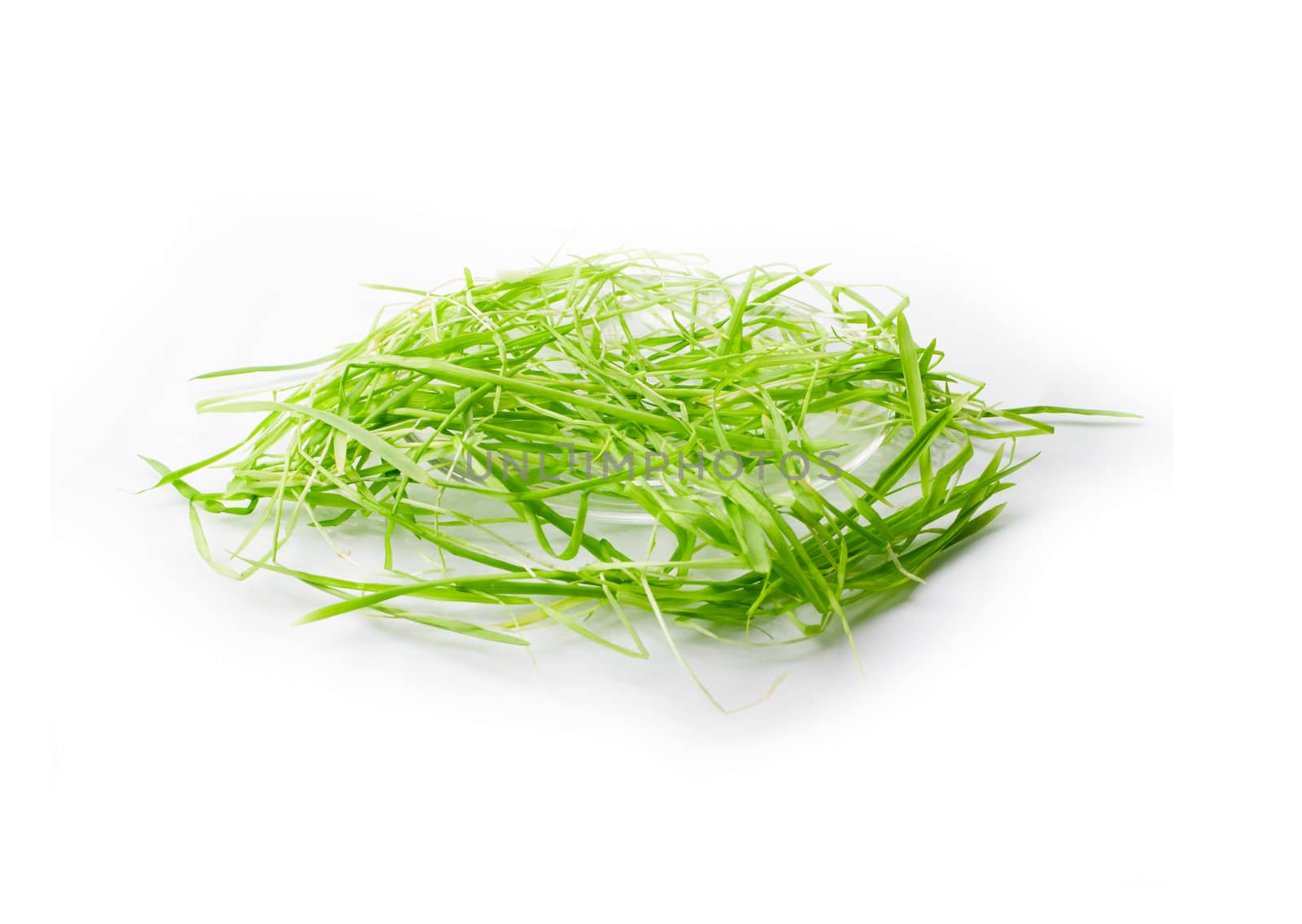 bright green grass on a white background