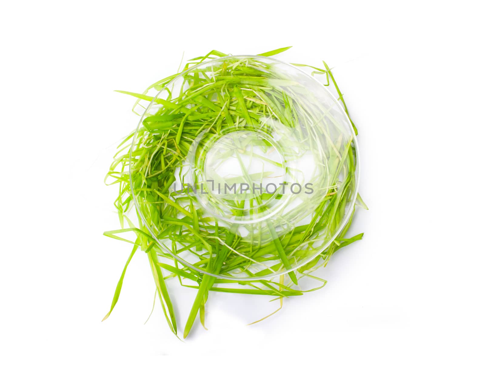 green spring grass on white background