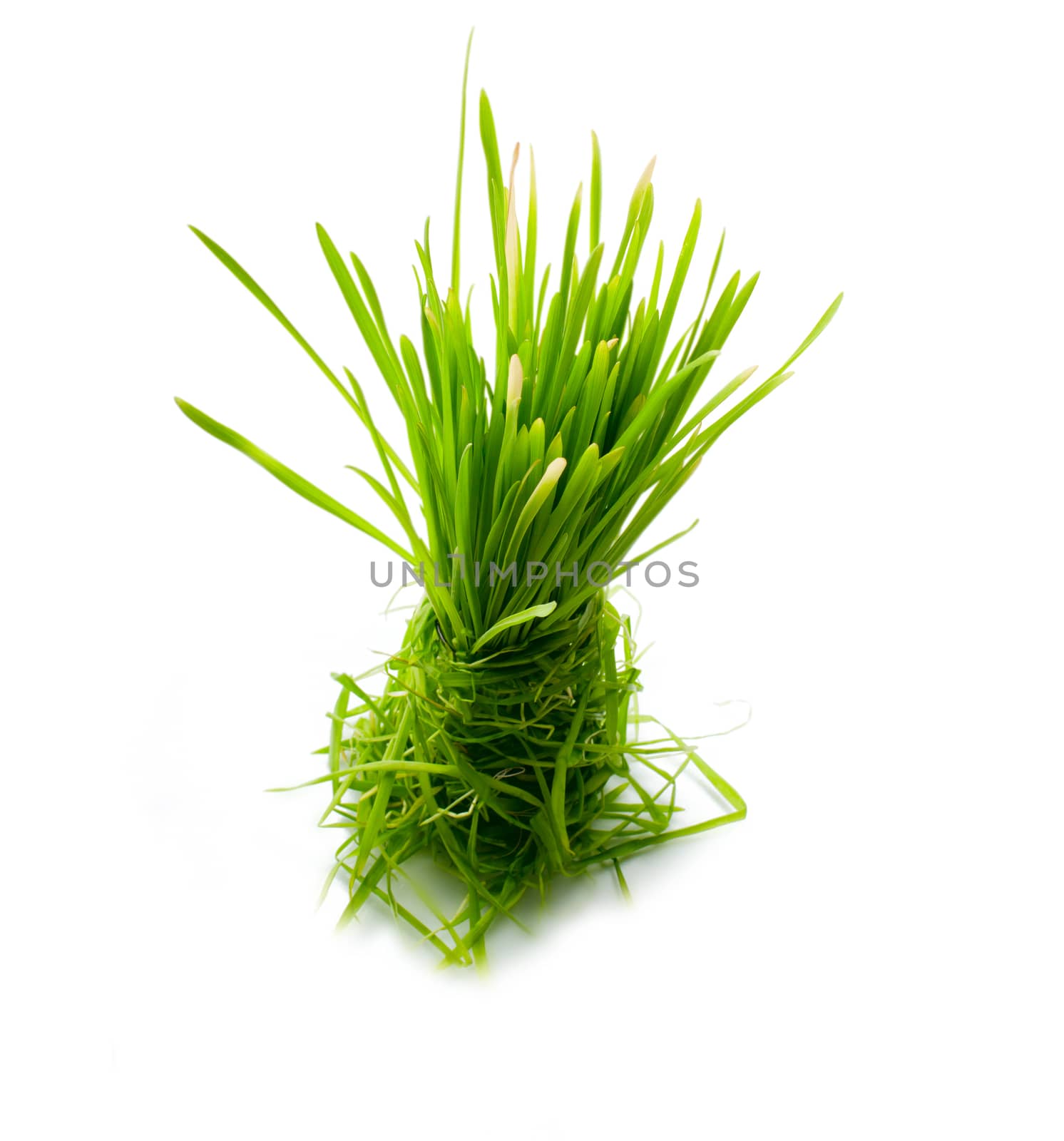 figure green grass isolated by max51288