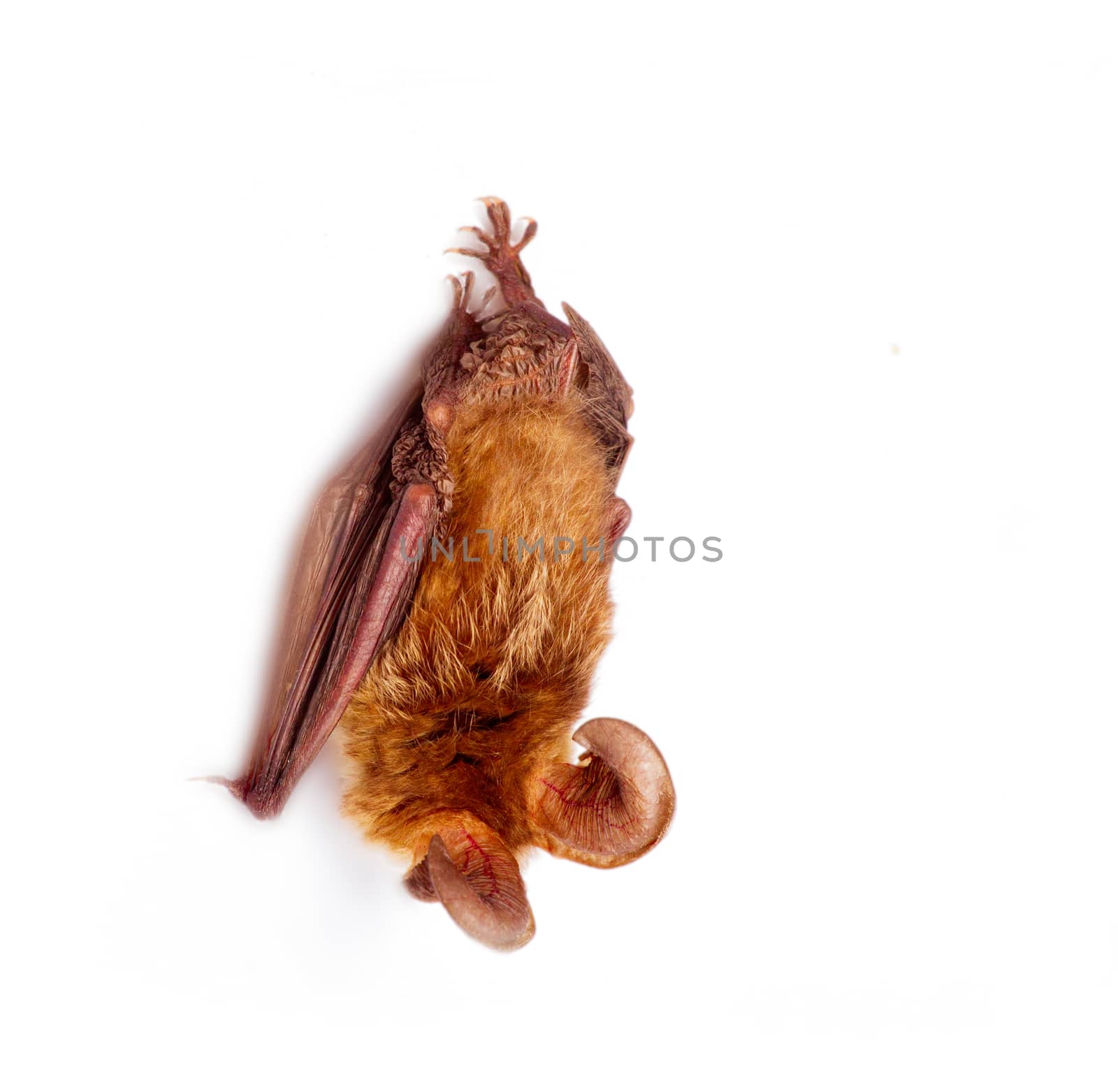 long-eared bat isolated on white by max51288