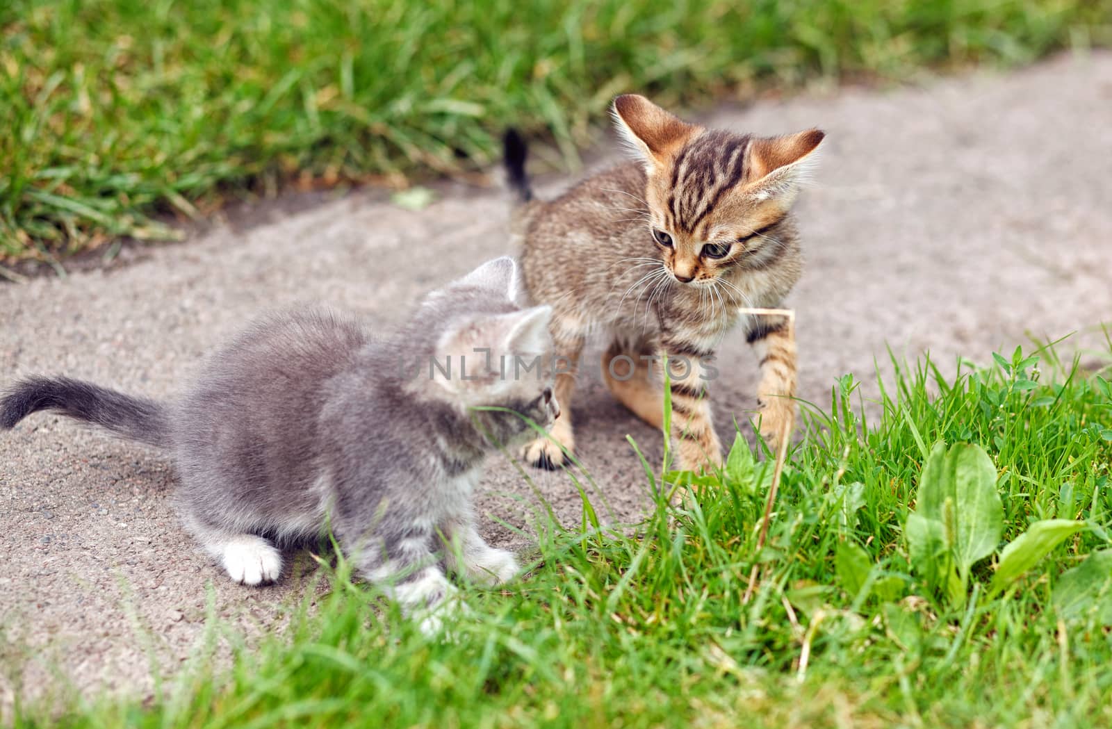 Two kittens  playing by serkucher