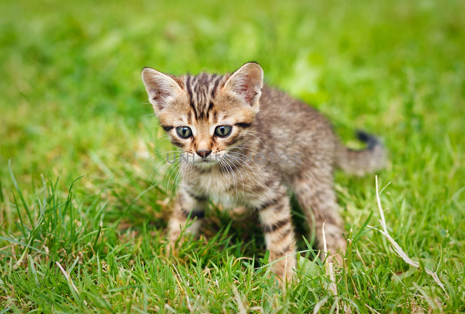 tabby kitten on the green grass