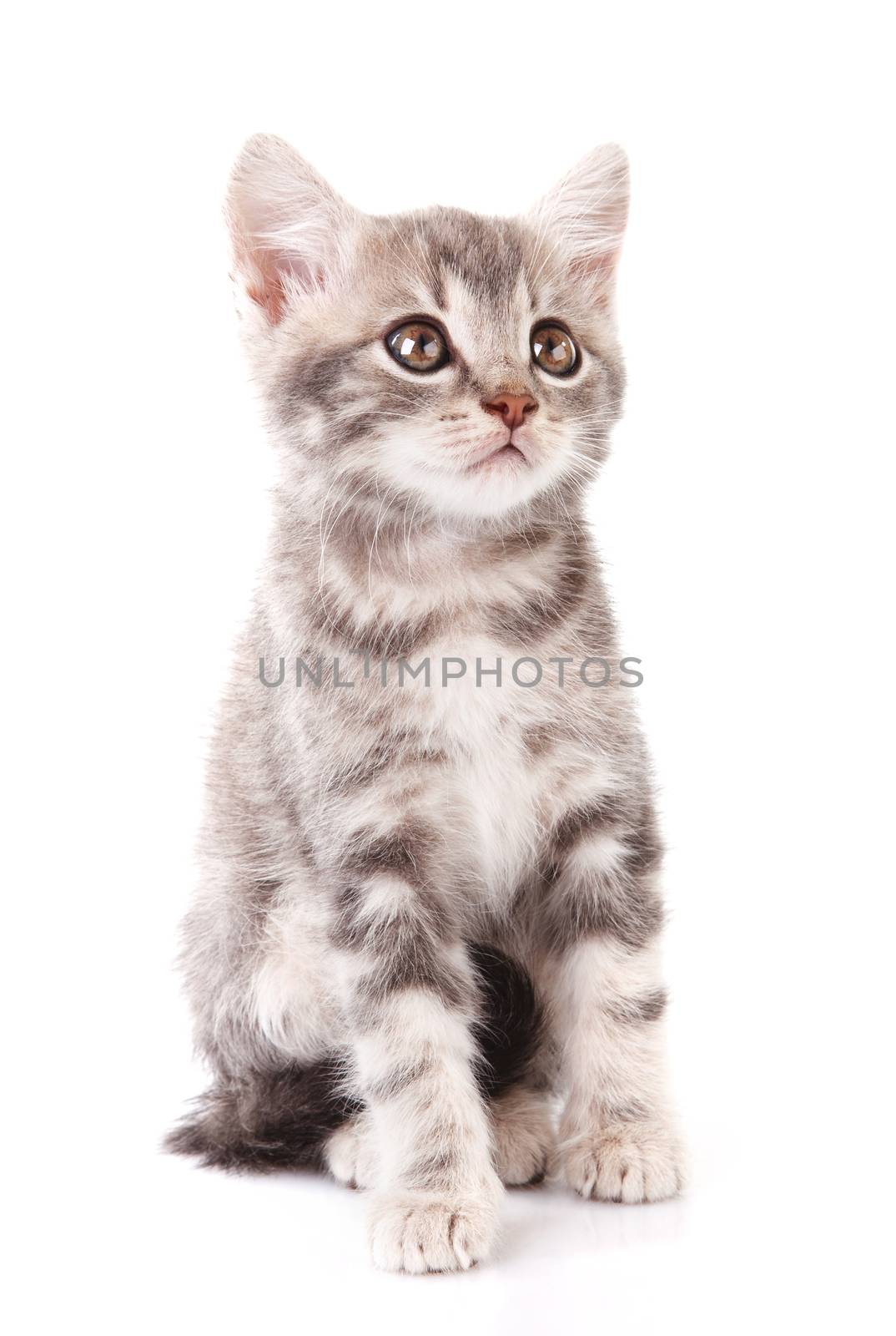
gray funny kitten sitting on white background