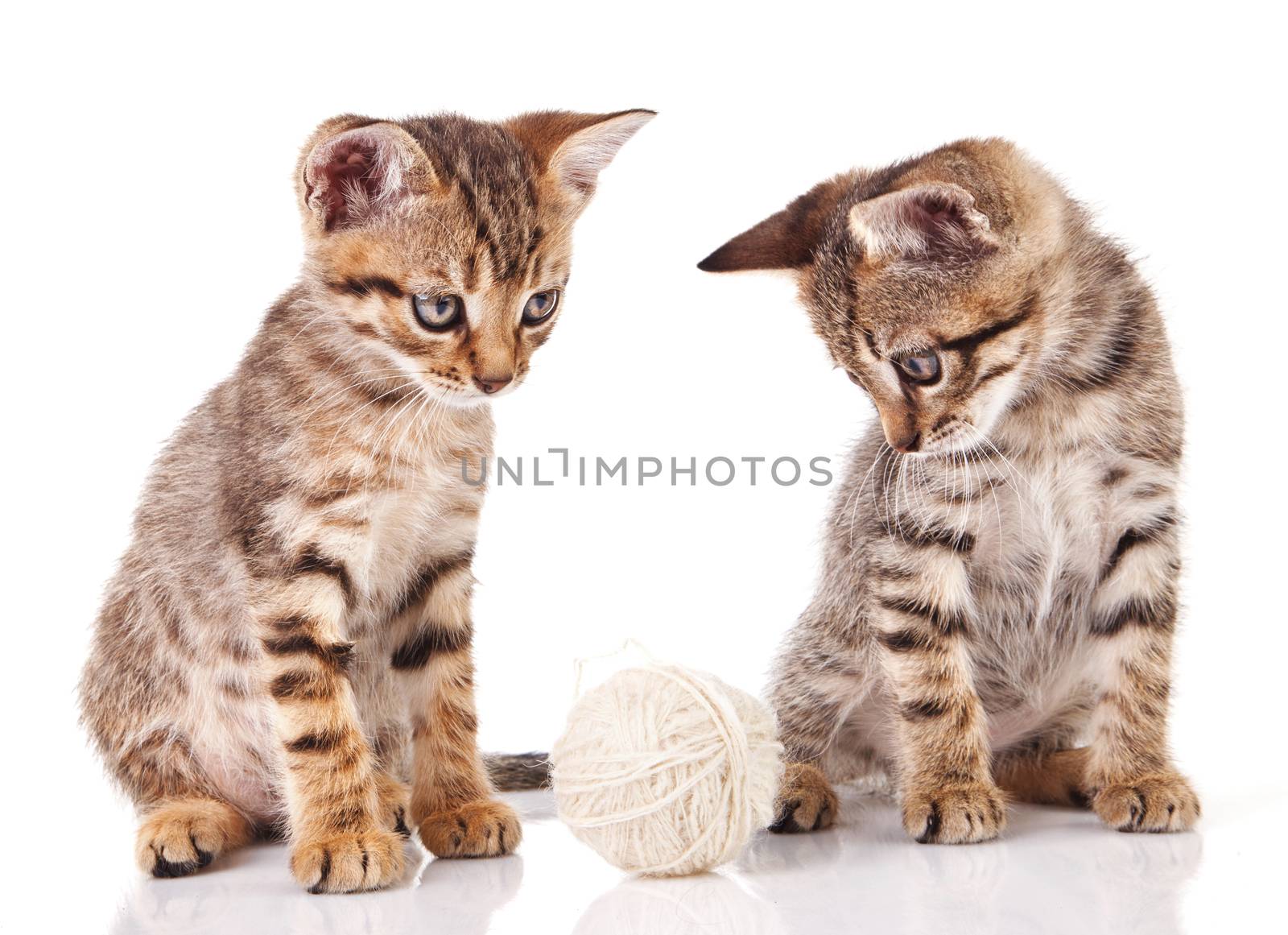 two tabby kittens with a ball on a white background