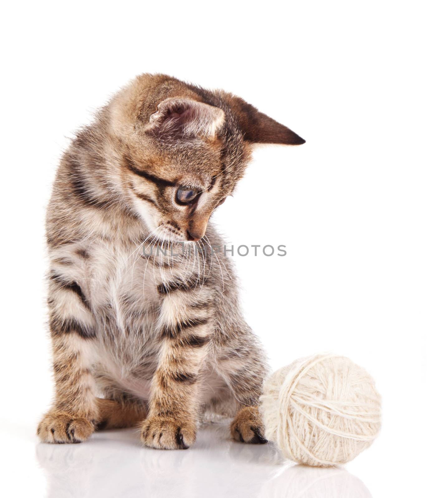 funny tabby kitten with a ball isolated on a white background