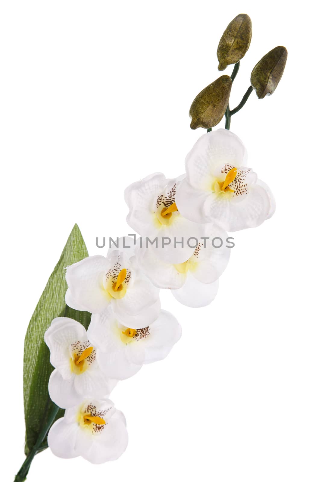 branch of white artifical orchids isolated on white