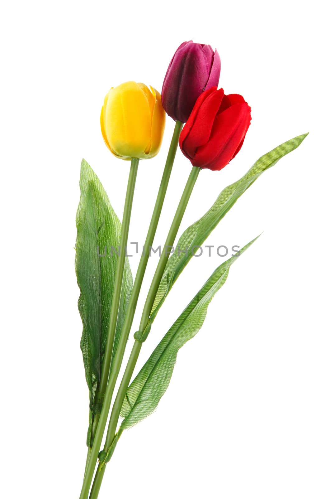 colored tulips isolated on white