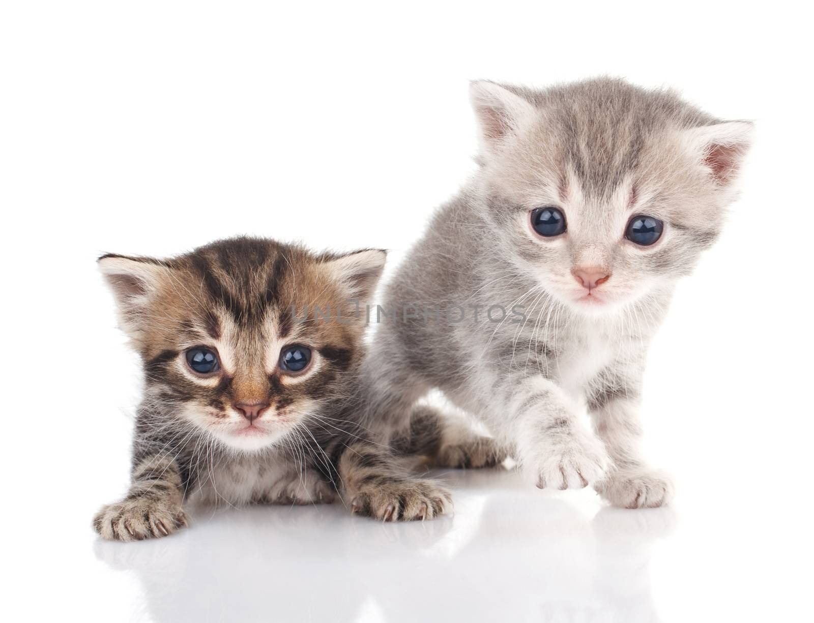 Two kittens  by serkucher