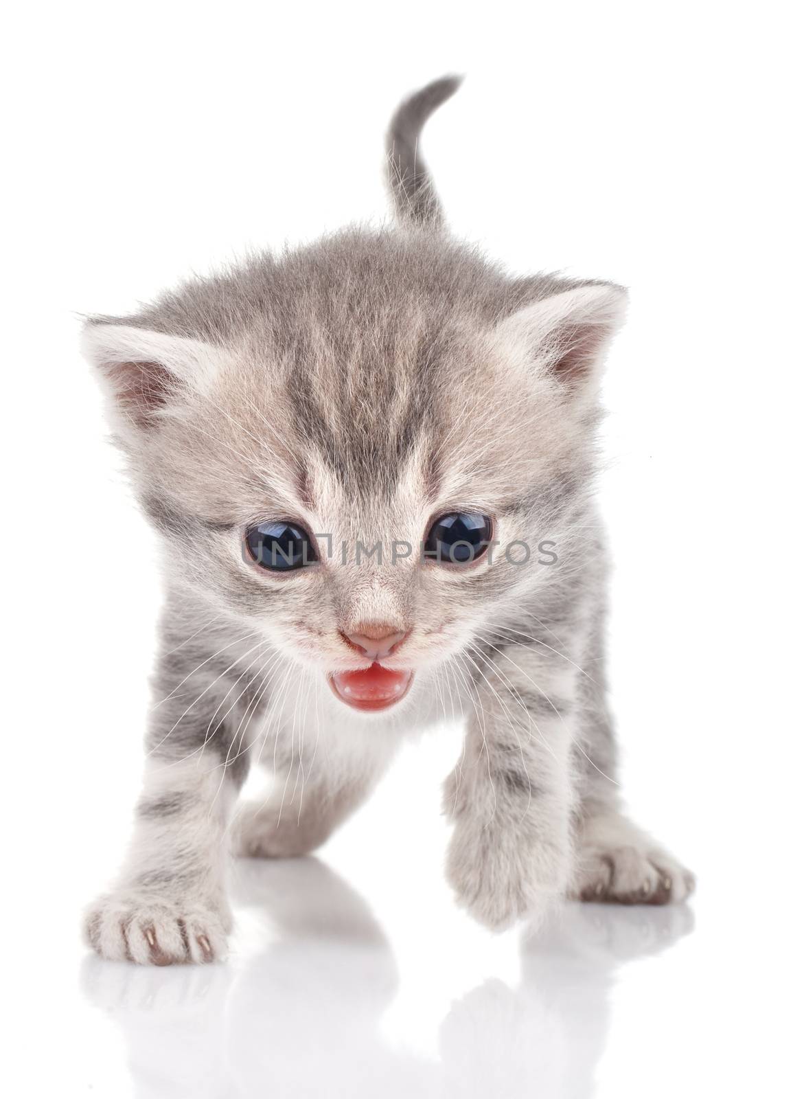 Gray kitten crying on white background