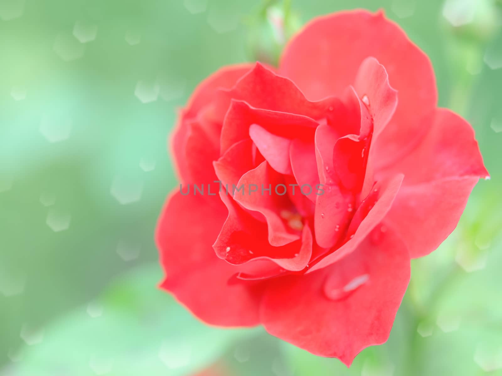 Wet tender red rose flower with rain drops. Stock photo with selective soft focus shallow DOF and blurred bokeh background
