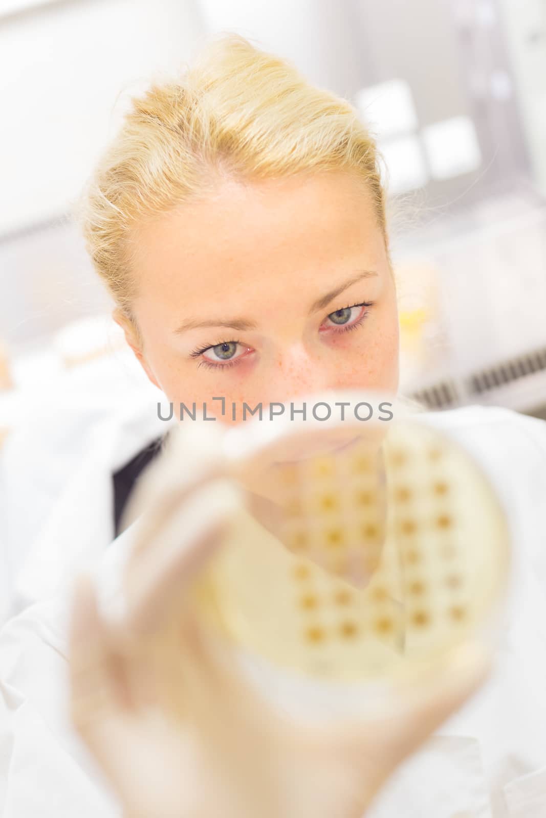 Female life science professional observing cell culture samples on LB agar medium in petri dish.  Scientist grafting bacteria in microbiological analytical laboratory .  Focus on scientist's eye.