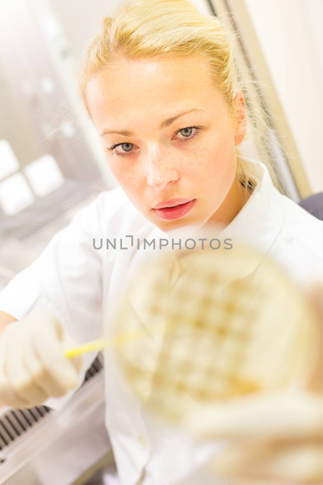 Female life science professional observing cell culture samples on LB agar medium in petri dish.  Scientist grafting bacteria in microbiological analytical laboratory .  Focus on scientist's eye.