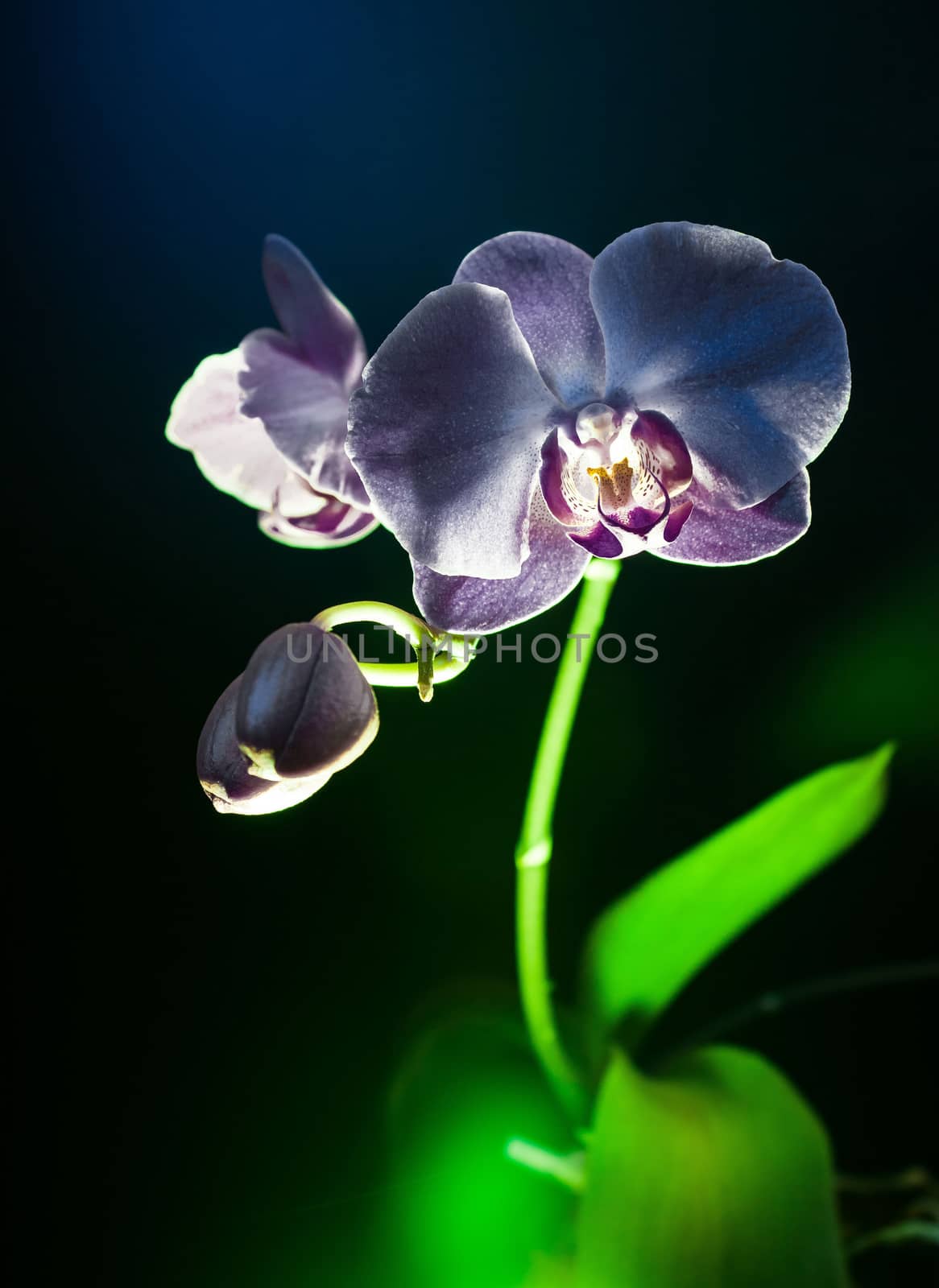 Blach orchid flower vertical view on black background