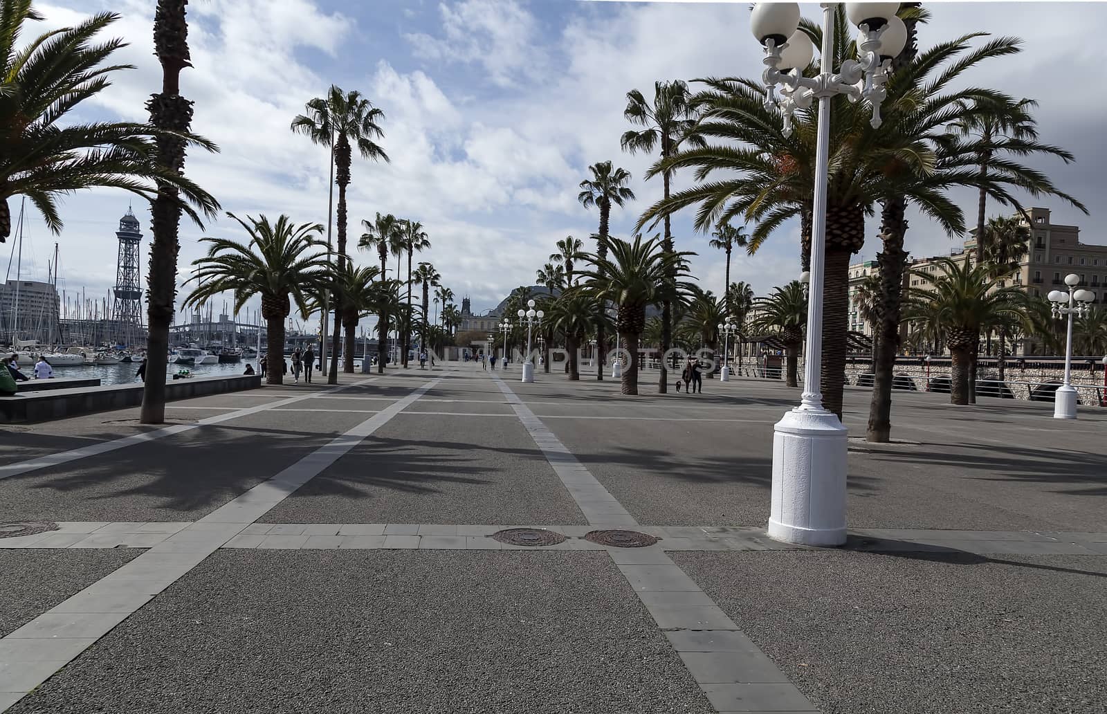 Palms close to Rambla Del Mar in Barcelona, Spain