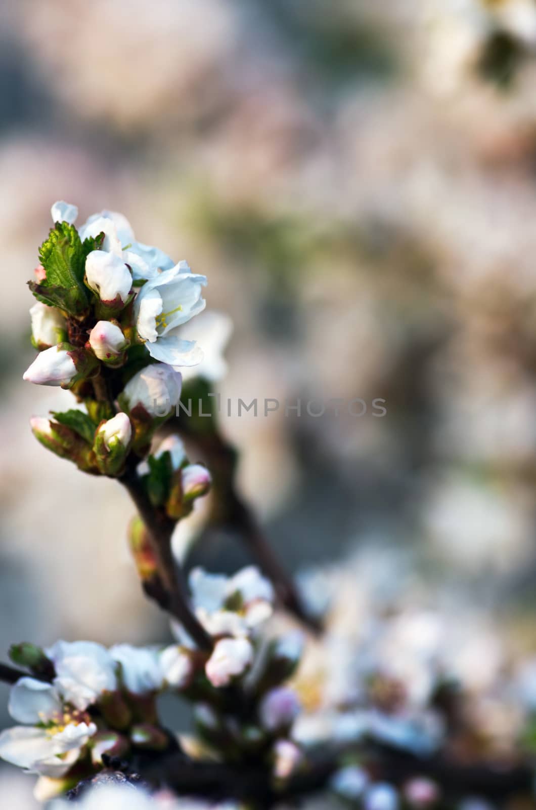 Spring blooming flowers branch by dolnikow