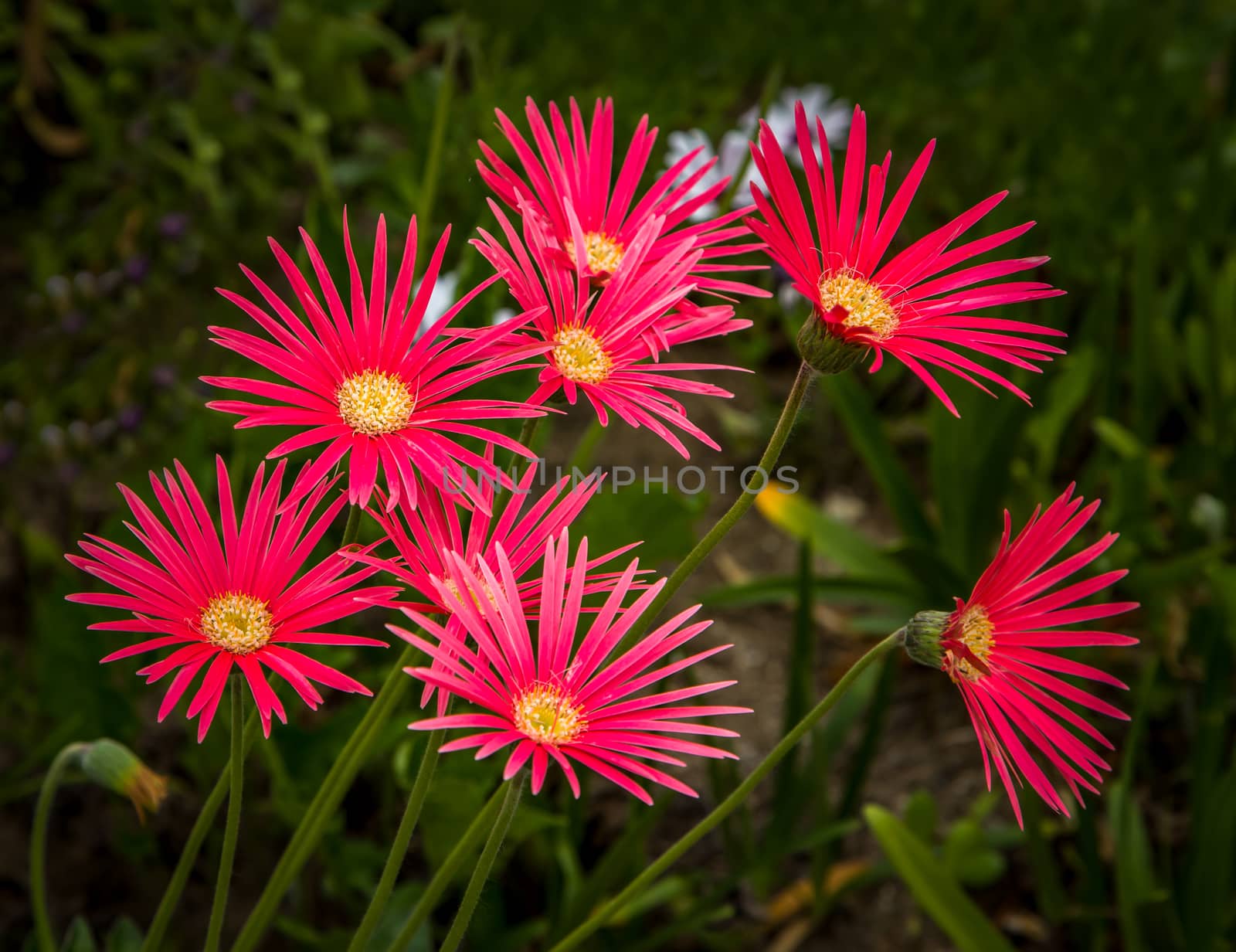 Grouping of vibrant red African Daisies.