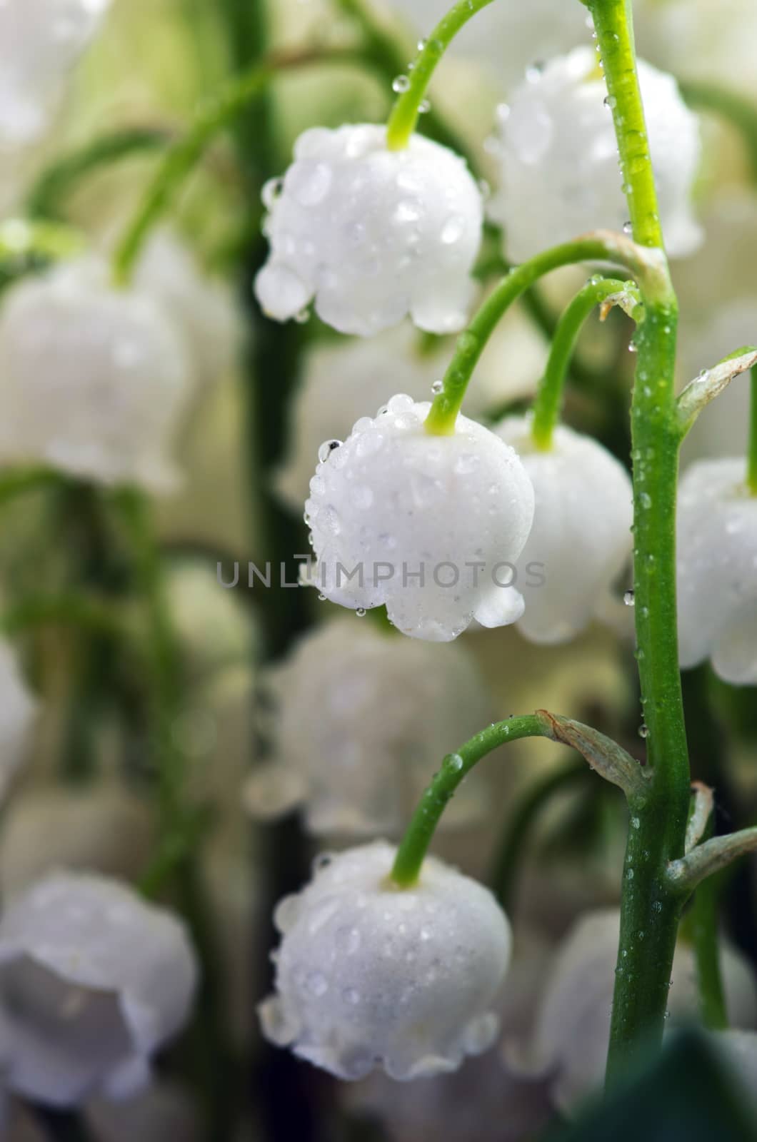 Close up of Lily of the valley
