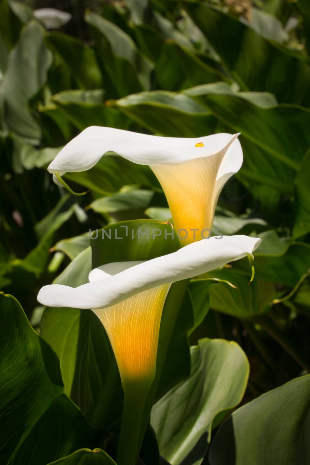 Two Calla Lilies in vertical.