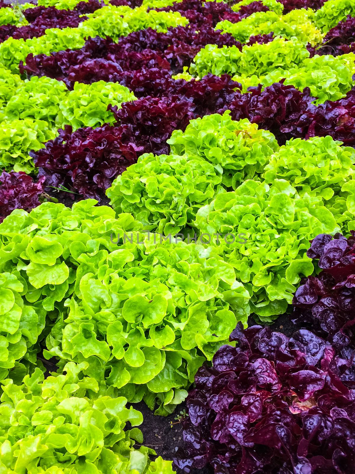 Bright green and red lettuce growing in the summer garden.