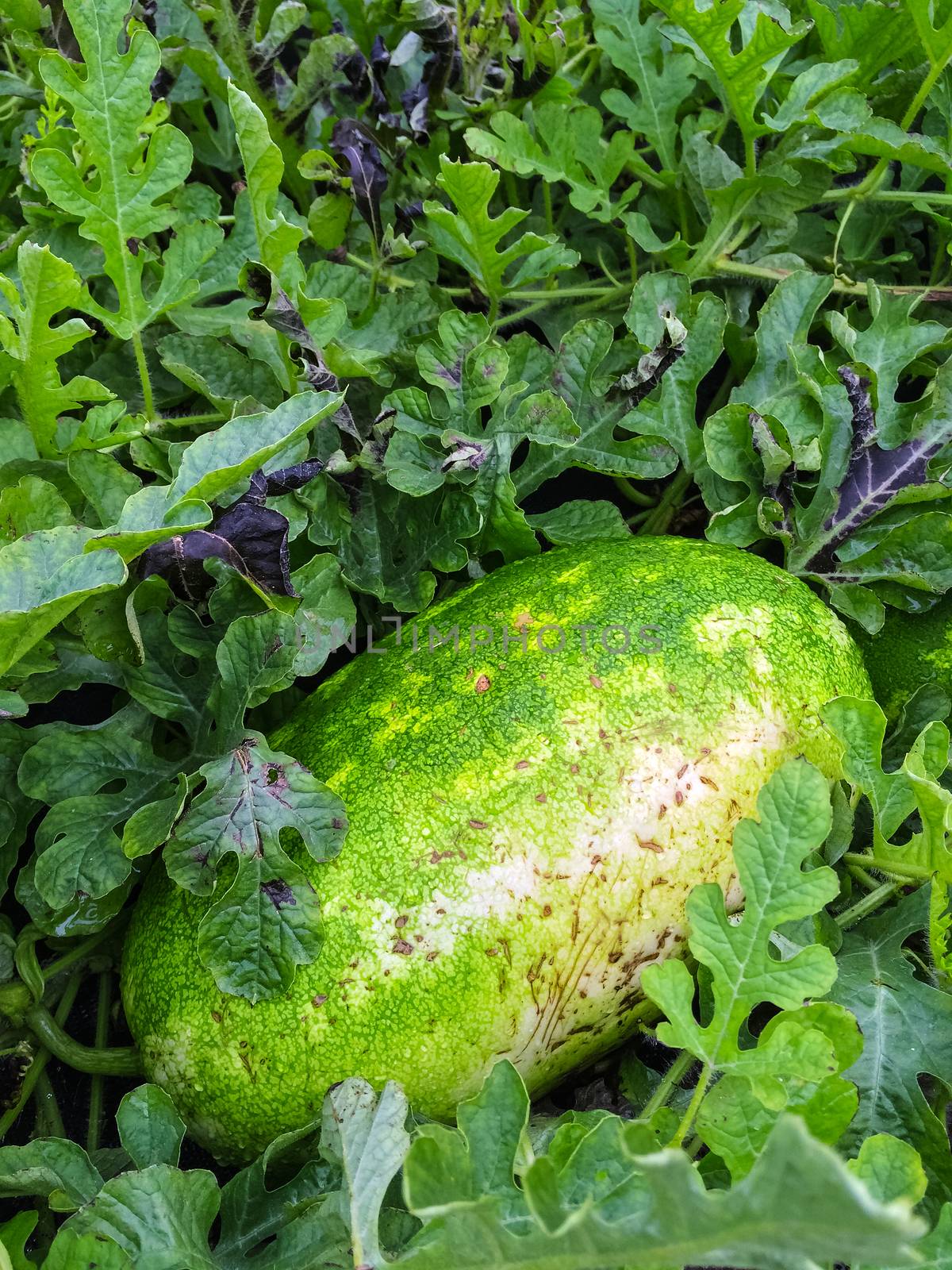 Watermelon growing in the field. Early autumn, Canada.