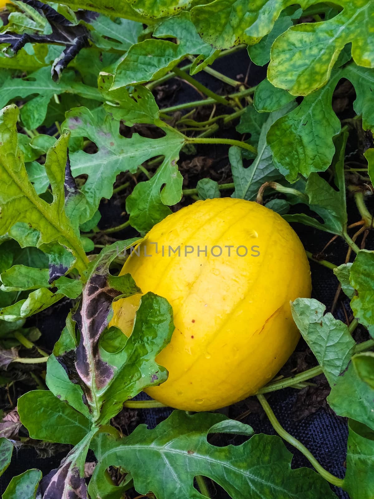 Yellow melon growing in the field. Early autumn, Canada.