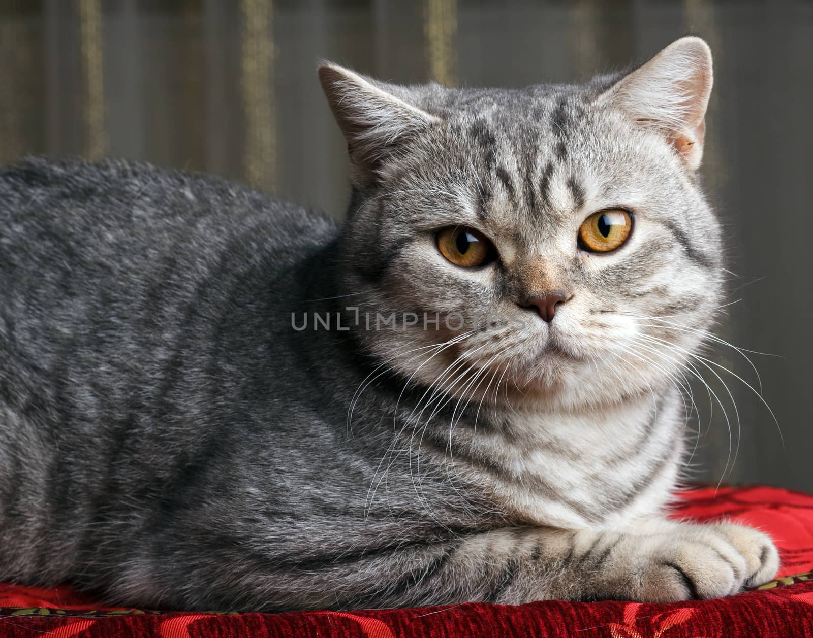 gray cat by serkucher