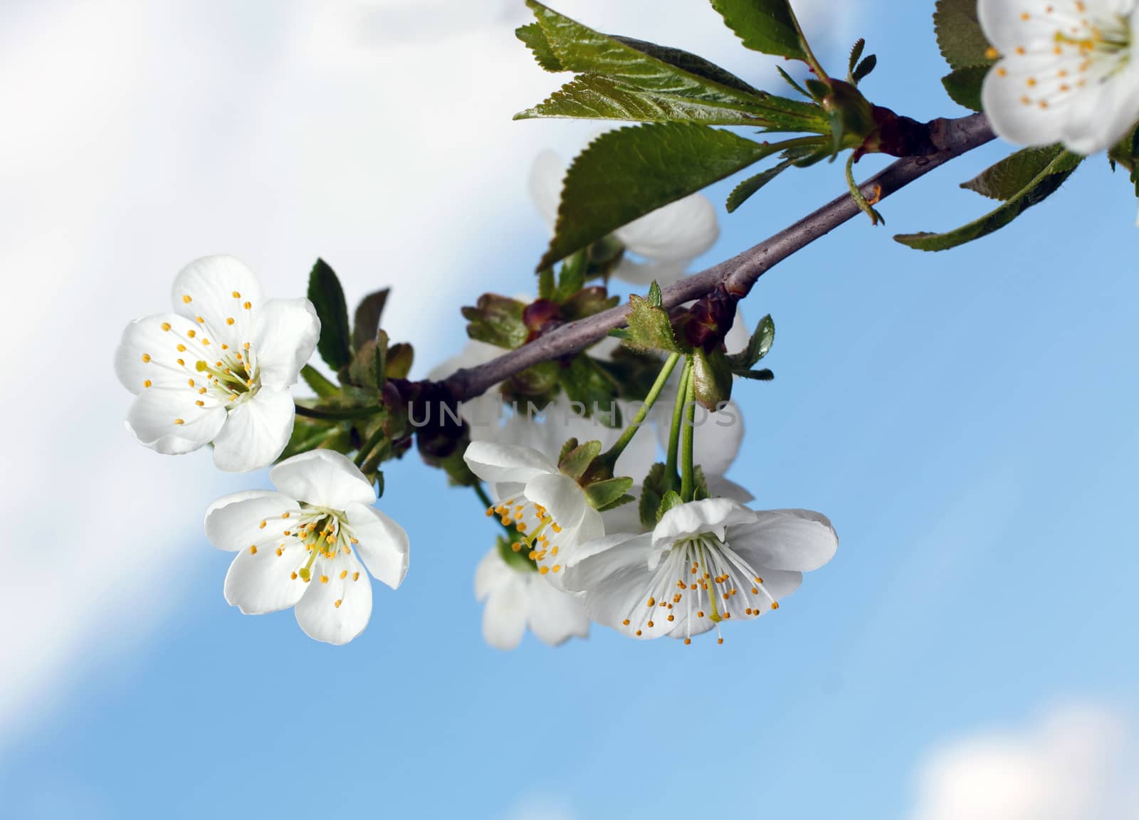 branch of apple blossoms against a background of sky