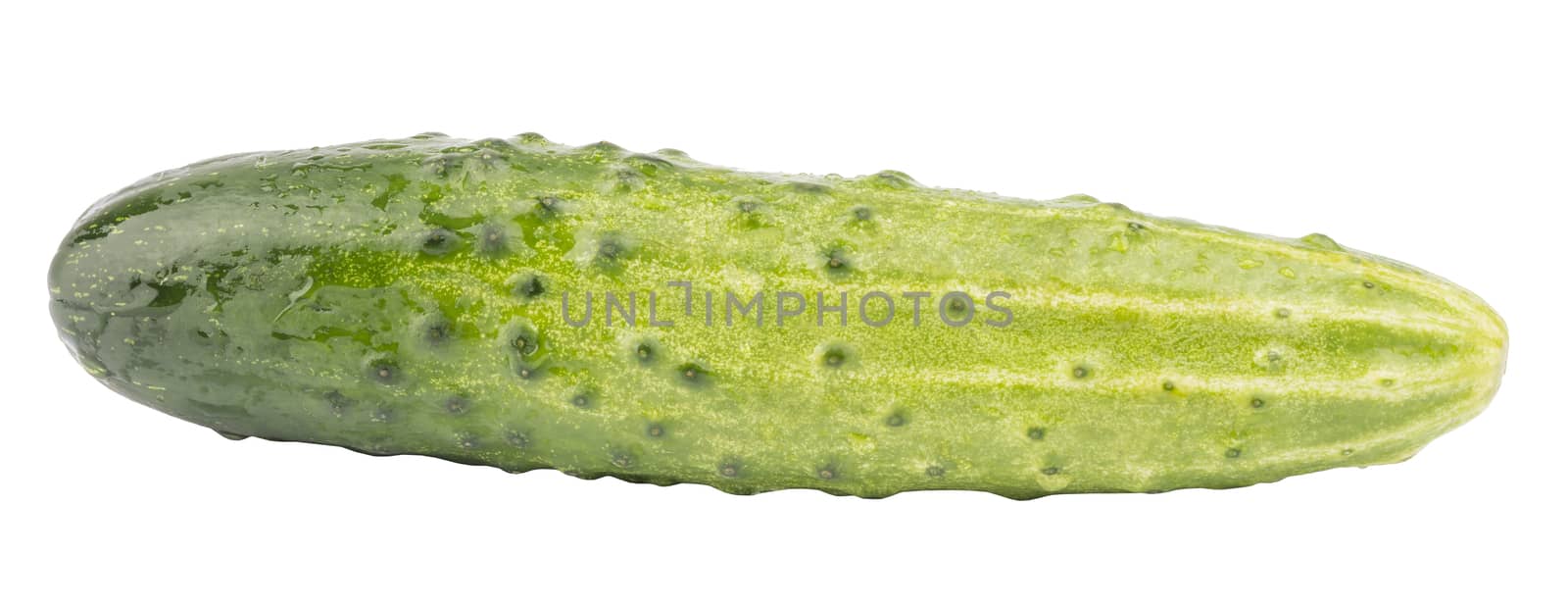 Fresh green cucumber on isolated white background