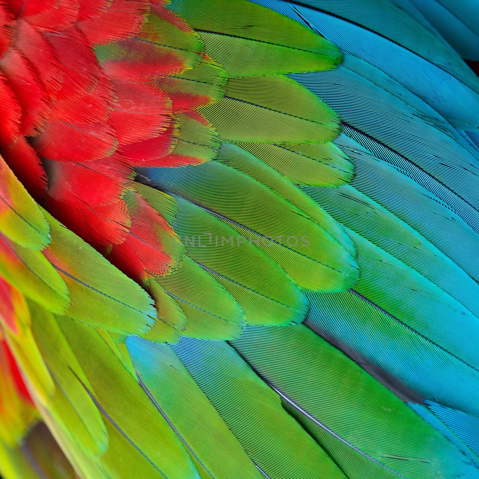 Beautiful nature background texture of Greenwinged Macaw feathers pattern