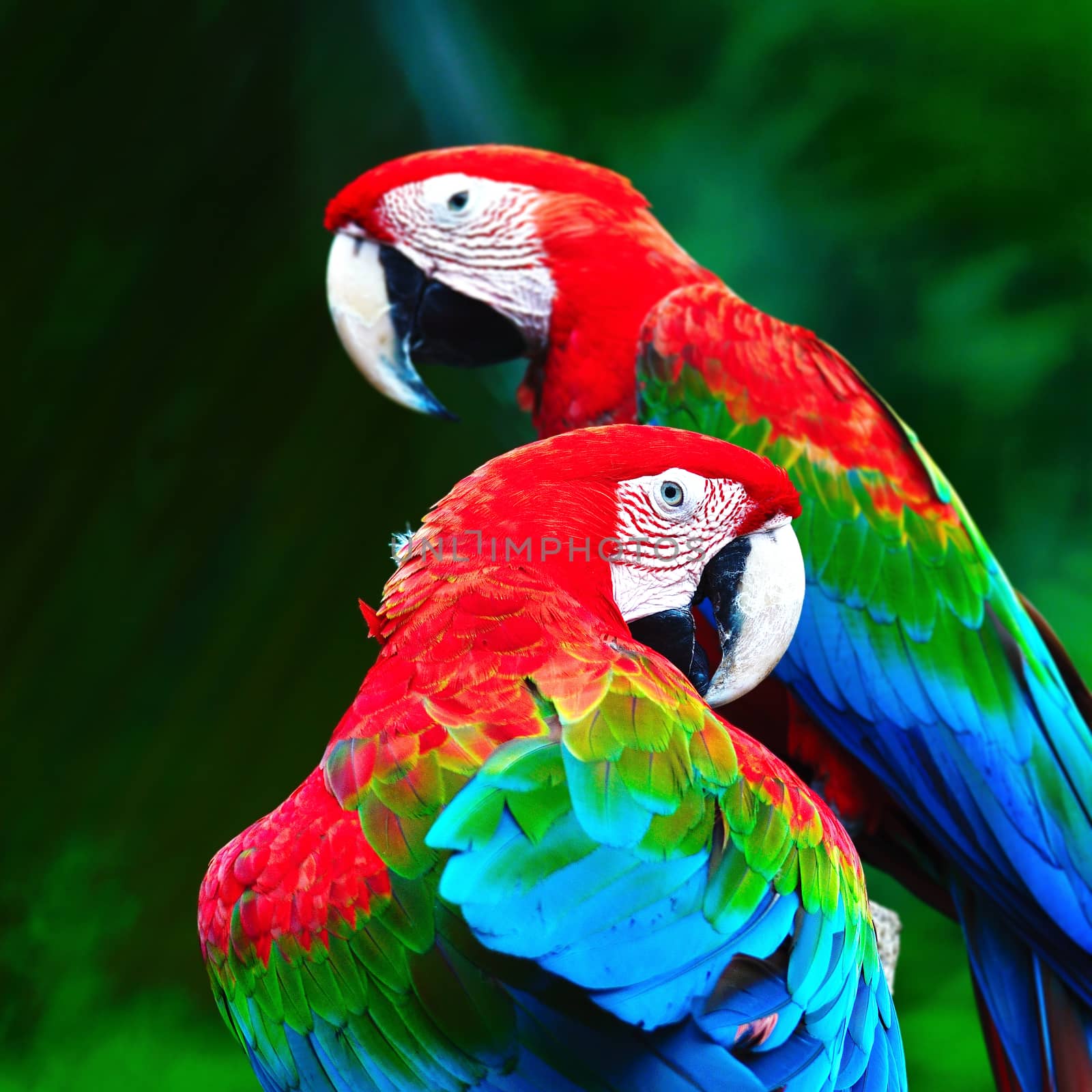Greenwinged Macaw by panuruangjan