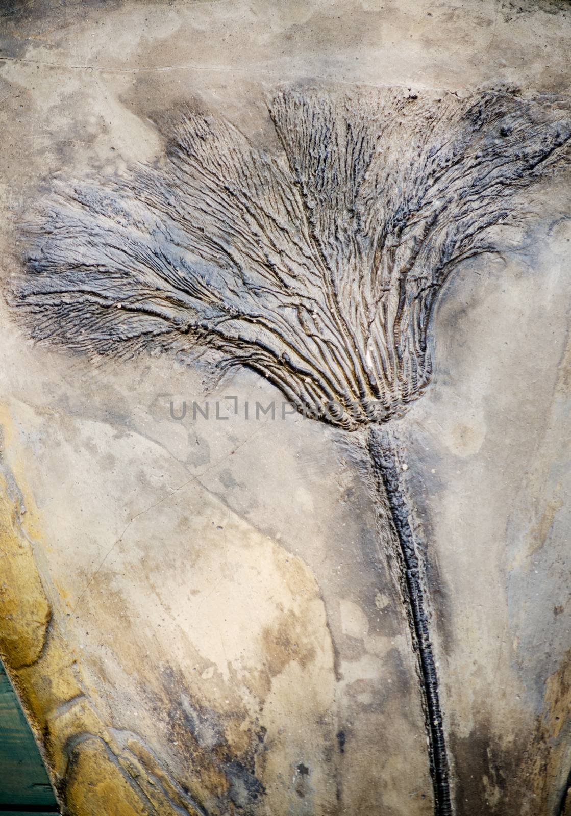 Seirocrinus subangularis  fossil