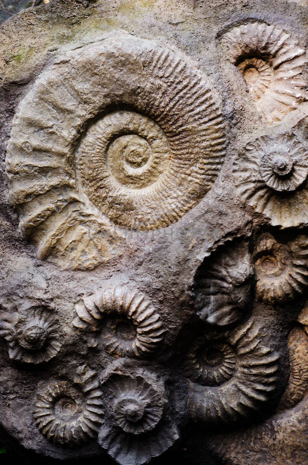 fossil ammonites by sarkao