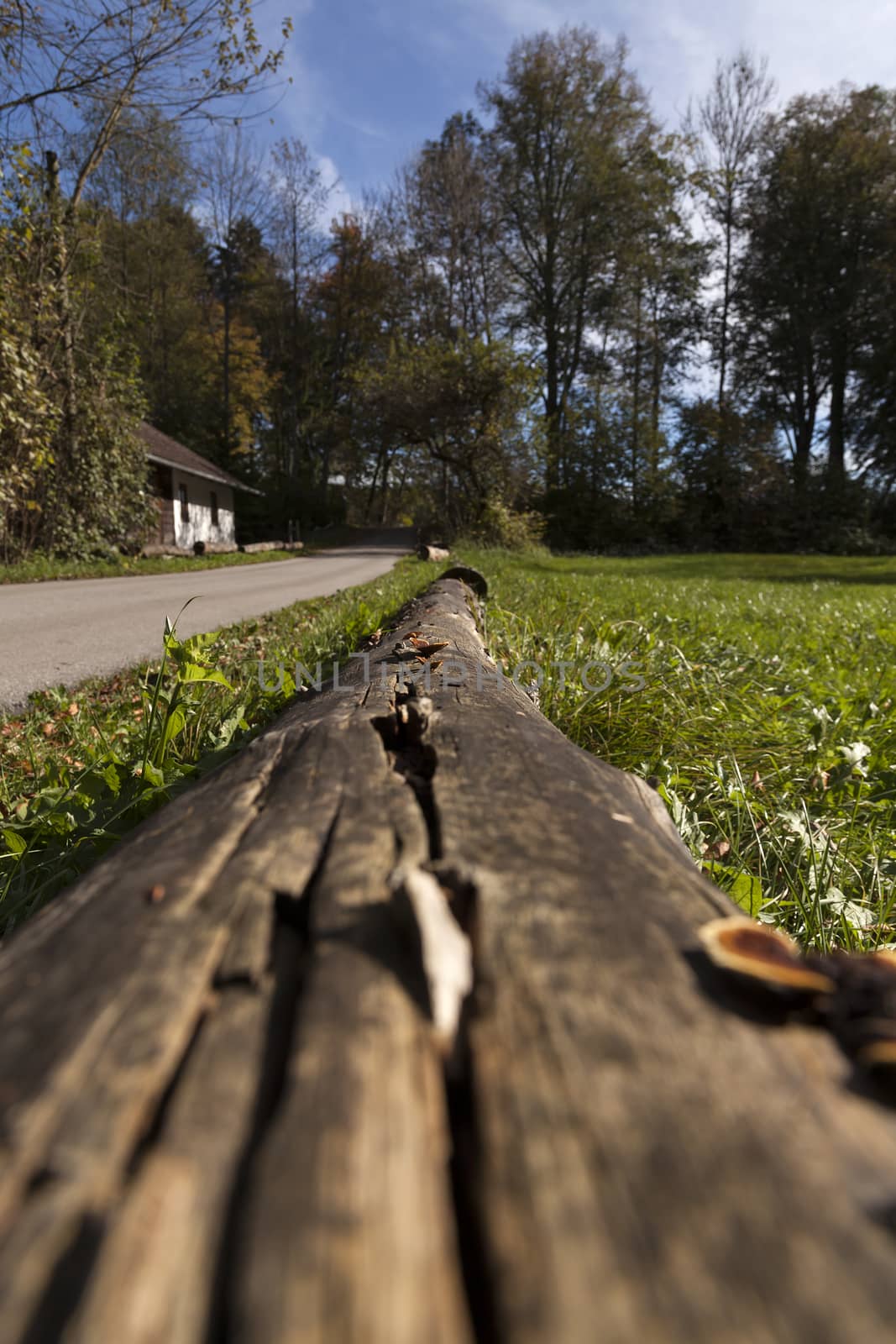 A log with mushrooms on it in a low perspective