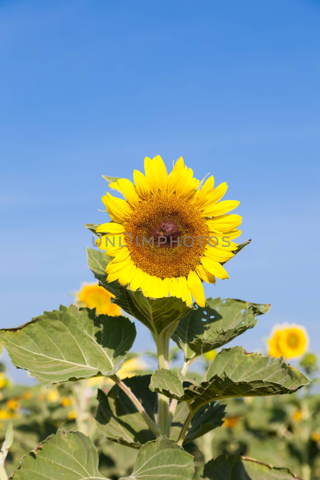 sunflower in field.blue sky in clear sky day.