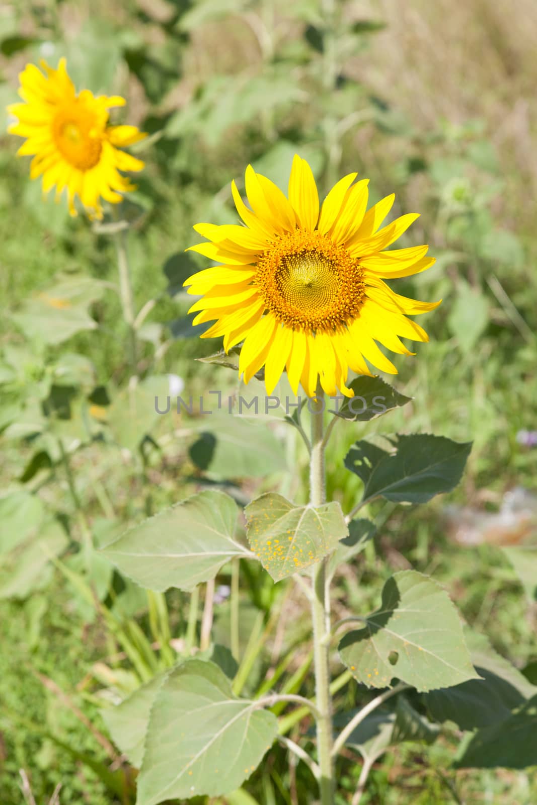 Sunflowers in the field. Sunflower sunflowers in full bloom in the morning.