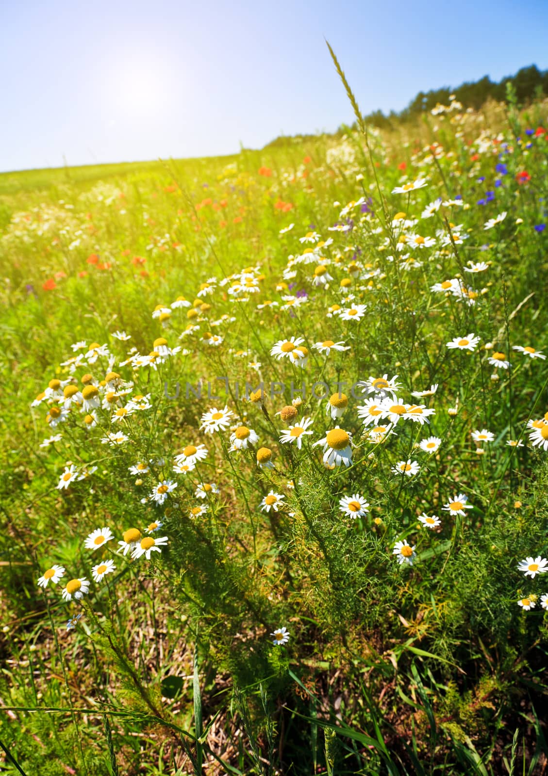 Flower summer field