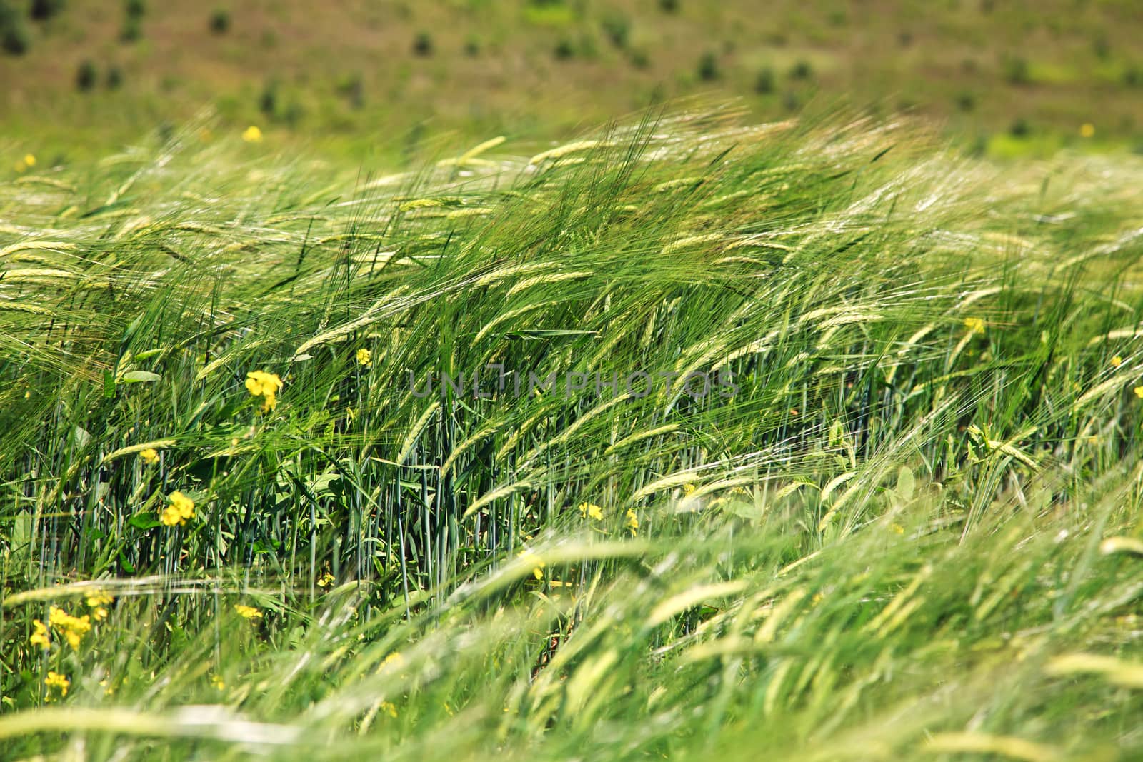 green ears of wheat on the field