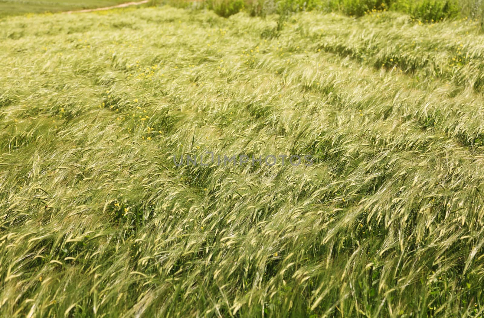 green ears of wheat  by serkucher