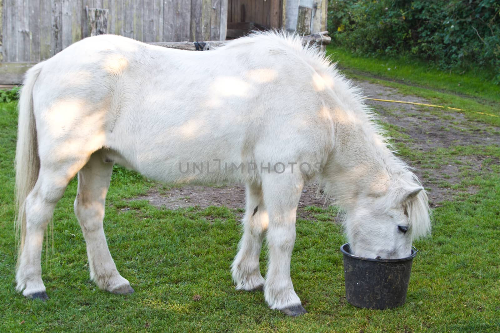 Young girl with a horse in denmark