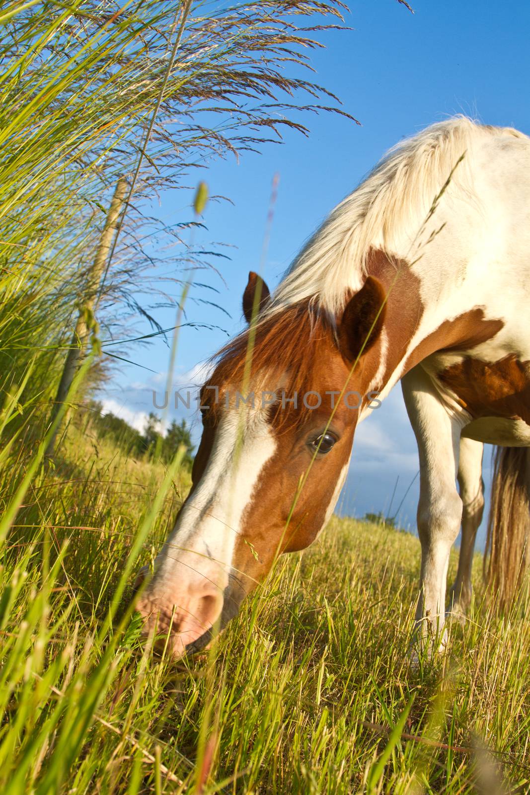 Horse on a field in the summer in denmark