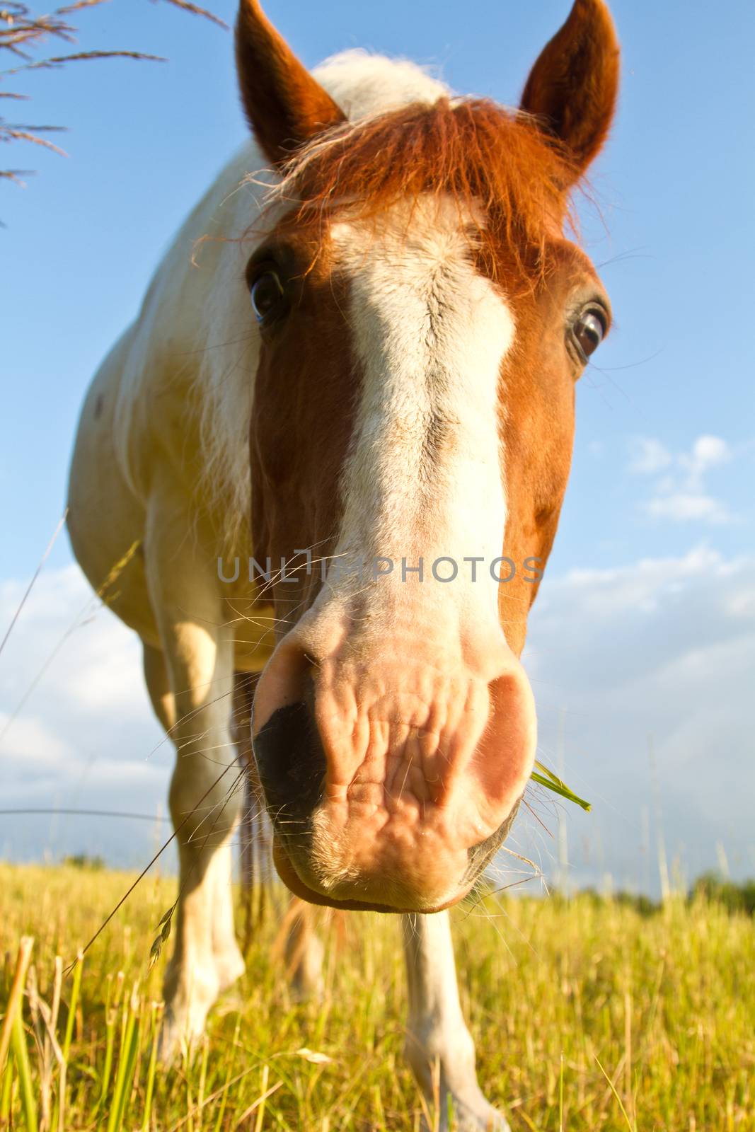 Horse on a field in the summer in denmark