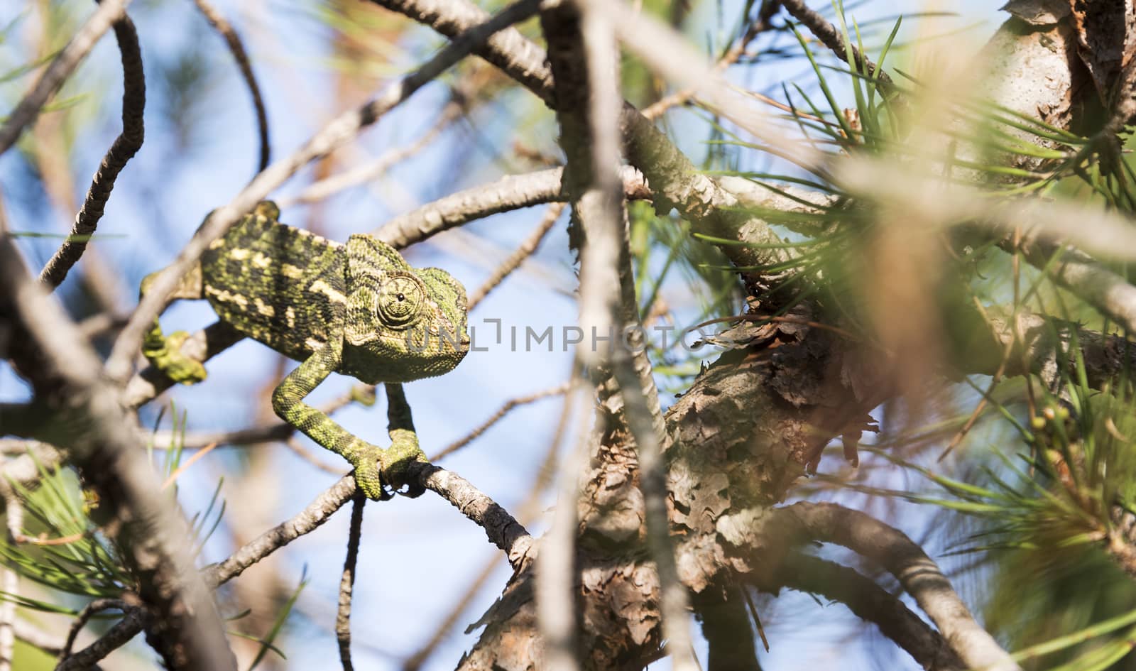 chamaeleon in the wild nature of portugal