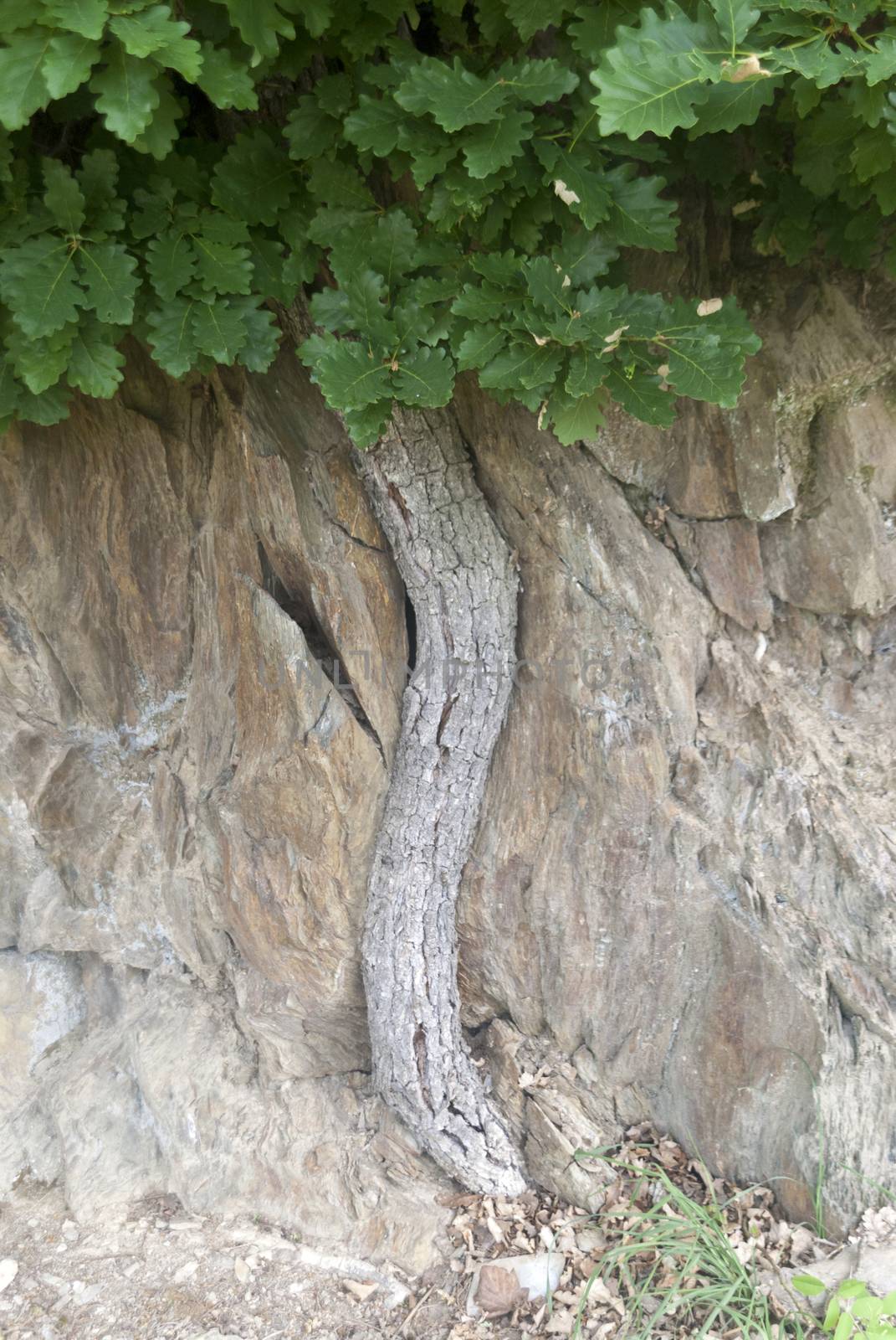 Oak on the rocks