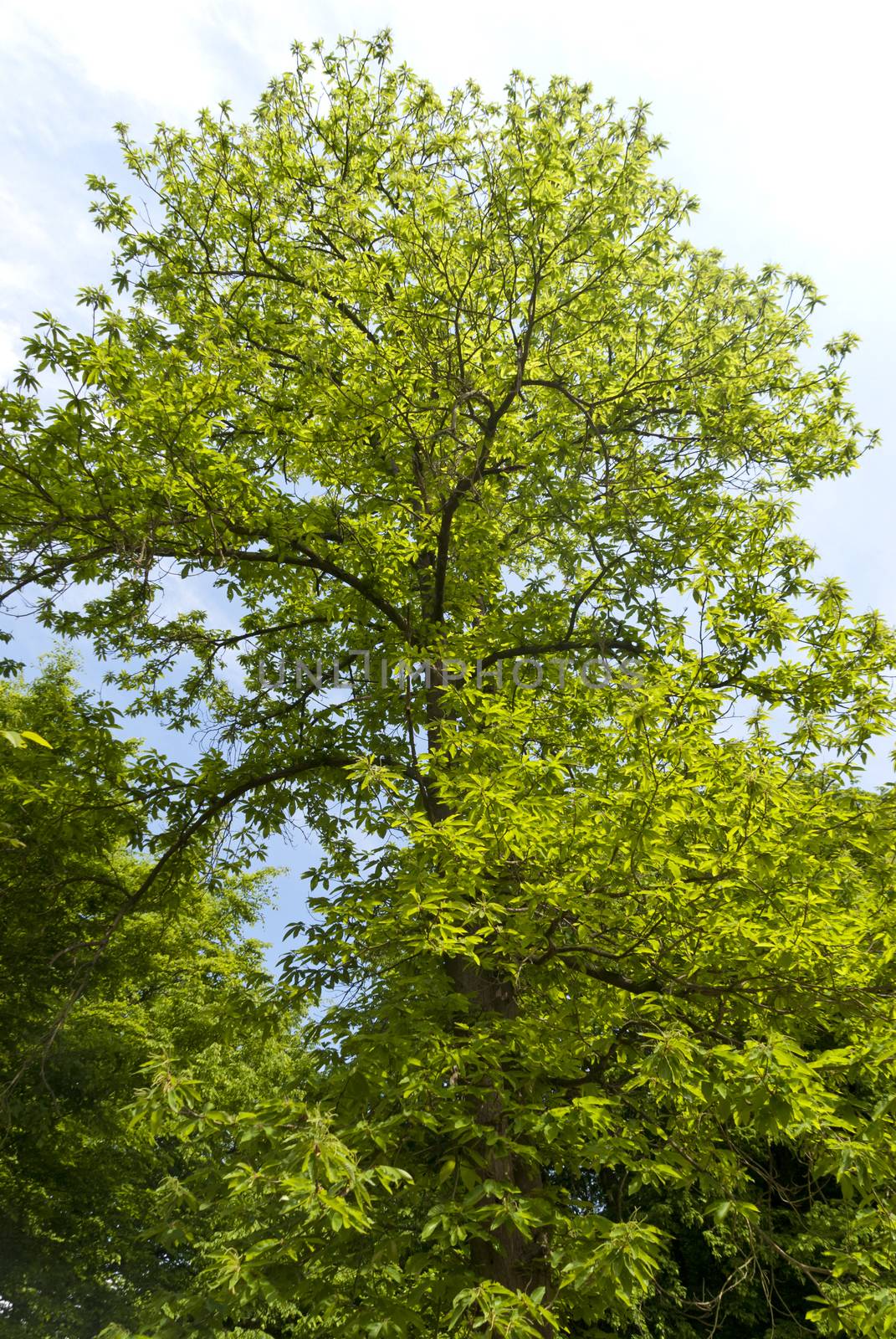 Castanea sativa